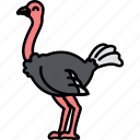 animal, bird, ostrich