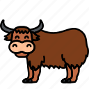 buffalo, bull, yak, animal