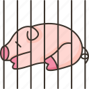 pig, cage, husbandry, farm, agriculture