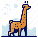 animal, girafe, giraffe, wildlife