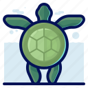 animal, ocean, sea, turtle, wildlife