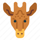 animal, giraffe, mammal, wildlife