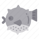 blowfish, animal, fish, ocean, wildlife