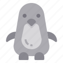 penguin, animal, ocean, wildlife, aquatic