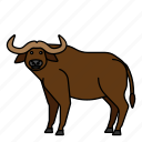 animal, buffalo, bull, mammals, wild