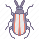 beetle, bug