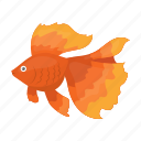 animal, aquarium, exotic, fish, gold fish