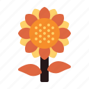 autumn, fall, plant, sunflower