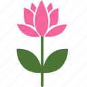 floral, flower, garden, lotus, nature, plant, spring