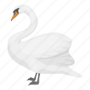 animal, bird, feathered, swan, wild