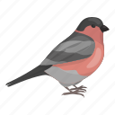 animal, bird, bullfinch, feathered, wild