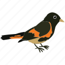 bird, colorful bird, flat bird, fly, sky, tropical bird, wing