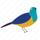 bird, colorful bird, flat bird, fly, sky, tropical bird, wing