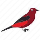 bird, colorful bird, flat bird, fly, sky, tropical bird, wing