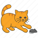 kitten, catching, mouse, rat, playing, cat, domestic