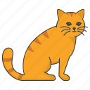 pet, feline, tabby, cat, ginger, yellow, kitty