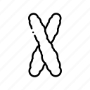 biotechnology, chromatid, chromatin, chromosome, chromosomes, dna, molecule