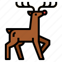 animals, christmas, deer, reindeer, winter