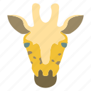 animal, face, giraffe, zoo