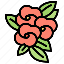 blossom, christ, flower, houseplant, thorn