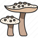 food, fungus, mushroom, parasol, nature