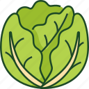 cabbage, vegetable, food, healthy, organic, plant, diet