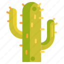 cacti, cactus