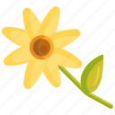 daisies, daisy, floral, flower