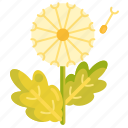 dandelion, floral, flower