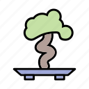 bonsai, plant, tree