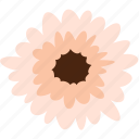 daisy, flower, gerbera, floral, nature, plant