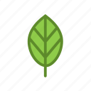 eco, green, leaf, plant