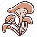 mushroom, mushroom oyster, fungus, fungi, food, ingredient, cooking