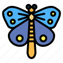 animal, bug, butterfly, insect