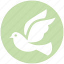 animal, bird, cute, dove, fly, flying, peace