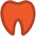 dental, dentistry, human teeth, molar, stomatology, teeth, tooth