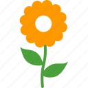 daisy, flower, nature, plant, sunflower, allergies, spring