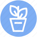 flower, gardening, nature, plant, pot