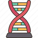 dna, model, genetic, structure, biology