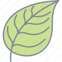 leaf, plant, nature, green