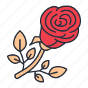 flower, red, rose