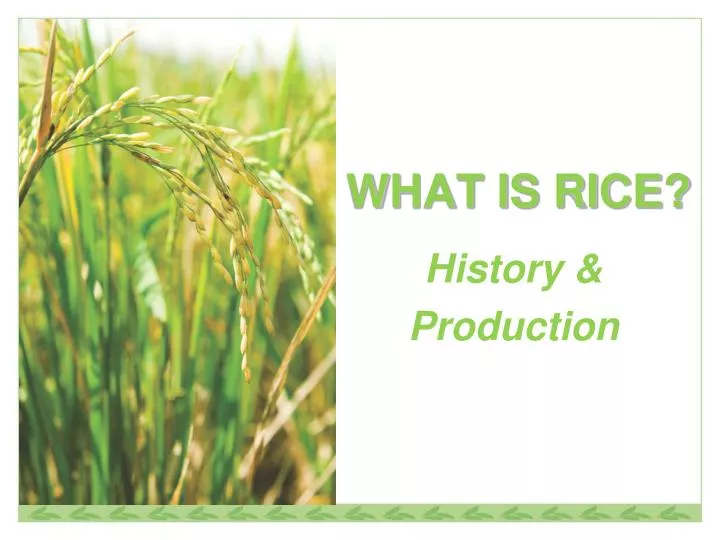 what is rice