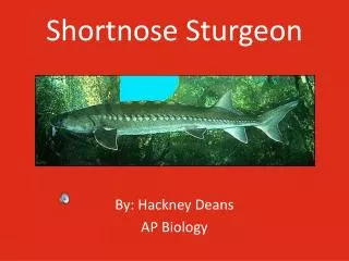 Shortnose Sturgeon