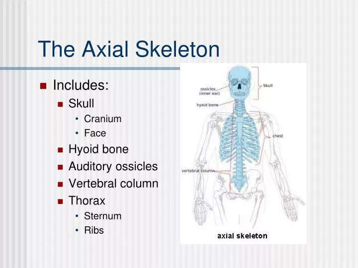 the axial skeleton