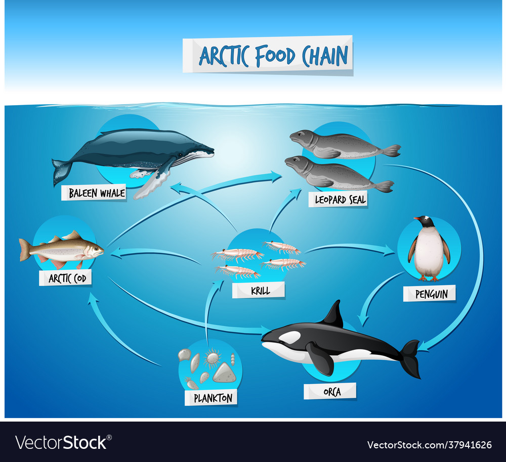 Arctic Food Chain Diagram