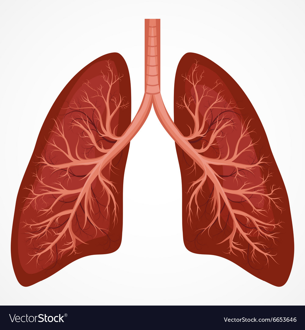 Human Lungs And Heart Diagram