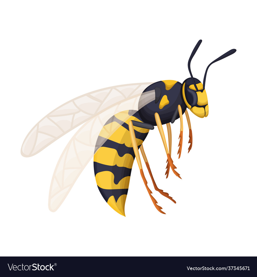 Wasp cartoon icon Royalty Free Vector Image - VectorStock