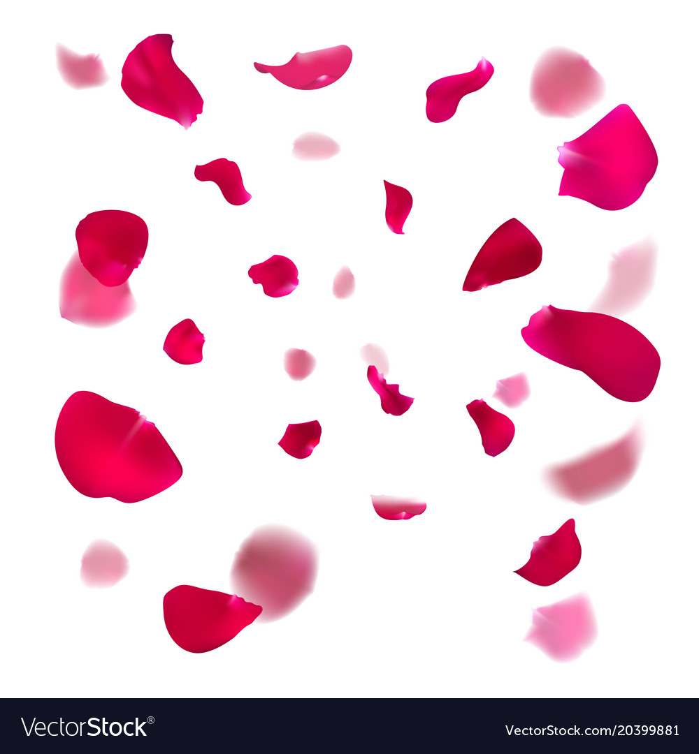 Pink Rose Petals Are Falling Down Royalty Free Vector Image