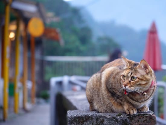 【貸切】九份・十分（天燈上げ）・十分の滝ツアー　定番観光地2か所に猫好き必見の猫村付きプランなどゆったり観光＜日本語ドライバー／市内希望場所へお送り可＞