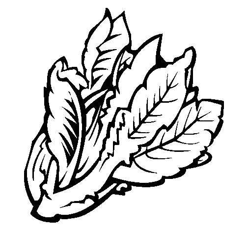 Dibujo De Lechuga Ii Para Colorear